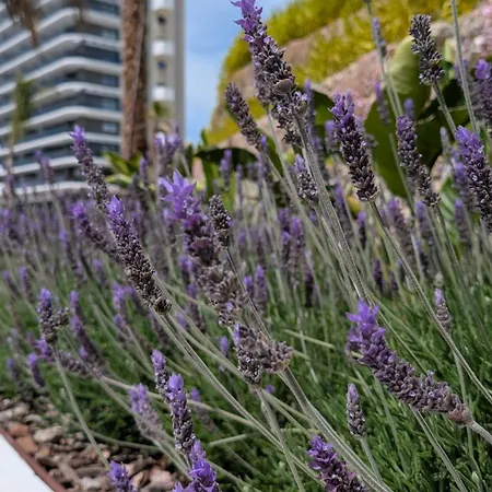 Eagle Tower Sweet * Benidorm